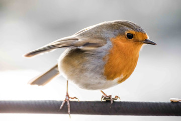 Robin