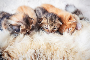 Grey mother cat nursing her babies kittens, close up
