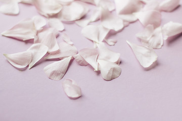 Petals of tender pink flowers and ring on pink background