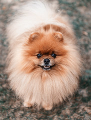 Naklejka na ściany i meble Pomeranian dog outdoor.Portrait of beautiful pomeranian dog. Dog print