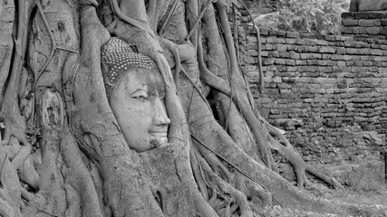 Black and White head of Buddha image in tree roots at Wat Mahathat temple, Ayutthaya, Thailand
