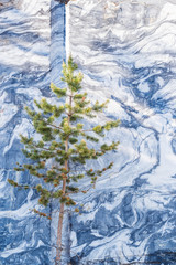 Young pine on a background of marble wall