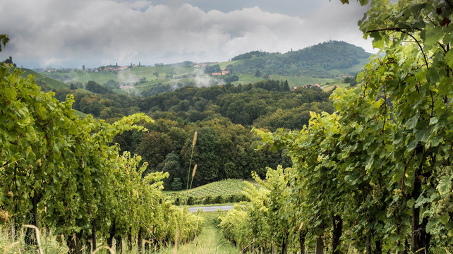 Weinberge
