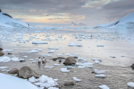 Penguins of Antarctica
