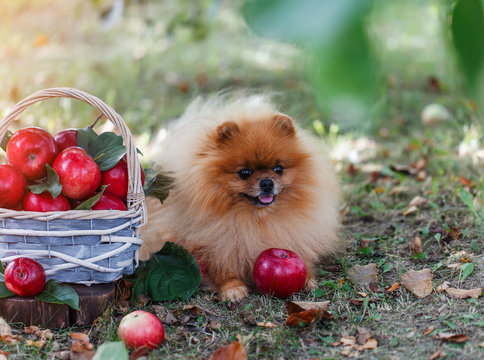 Pomeranian dog with apples in a garden. Apples harvest. Dog with apples. Autumn dog