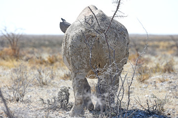 Obraz premium Spitzmaulnashorn (Diceros bicornis) w parku narodowym Etosha w Namibii