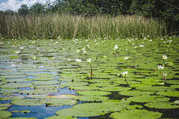 White flowers growing from lush green lily pads on a lake in Eastern Guatemala