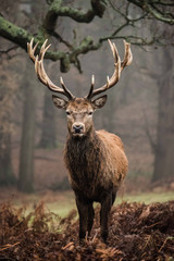 Red Deer