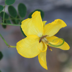 Obraz premium yellow iris on a green background