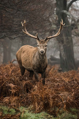 Red Deer