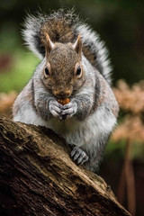Grey Squirrel