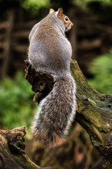 Grey Squirrel