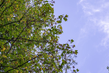 Fototapeta premium baum himmel