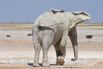Fototapeta premium Afrikanischer Elefant (loxodonta africana) am Wasserloch Nebrownii im Etosha Nationalpark in Namibia