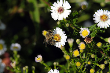 Astern mit Biene - Stockfoto