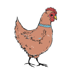 Vector chicken isolated on white background. The bird clipart.