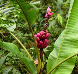 Red bananas are an exotic experience for fruit lovers