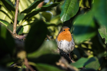 Robin