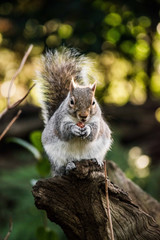 Grey Squirrel