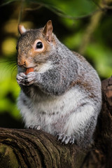 Grey Squirrel