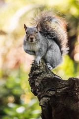 Grey Squirrel