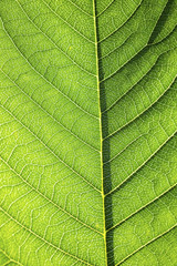 
Green leaf background