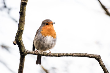 Robin
