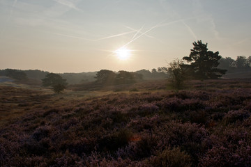 Fototapeta premium Morning in Brunssummerheide, The Netherlands