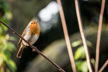Robin
