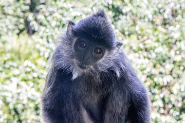 monkey of south east Asia and India