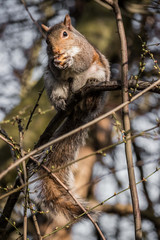 Grey Squirrel