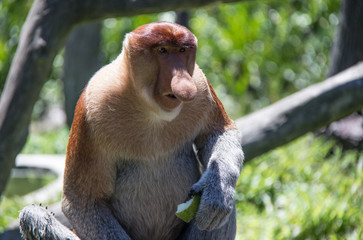 Fototapeta premium Probiscus Monkeys of Borneo