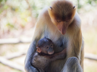 Probiscus Monkeys of Borneo