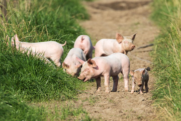 Gesunde Ferkel auf einer Freilandzucht geniessen ihre Freiheit und machen wozu sie Lust haben.