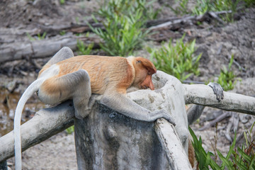 Probiscus Monkeys of Borneo