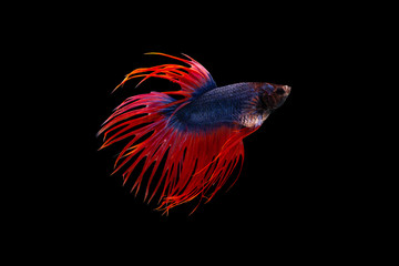 The moving moment beautiful of siamese betta fish or splendens fighting fish in thailand on black background. Thailand called Pla-kad or crown tail fish. © Soonthorn