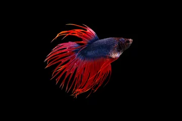 Foto op Plexiglas The moving moment beautiful of siamese betta fish or splendens fighting fish in thailand on black background. Thailand called Pla-kad or crown tail fish. © Soonthorn