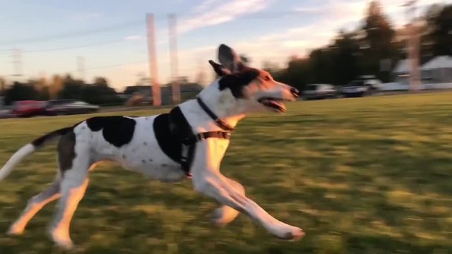 Dog Runs toward Sunset in Slow Motion