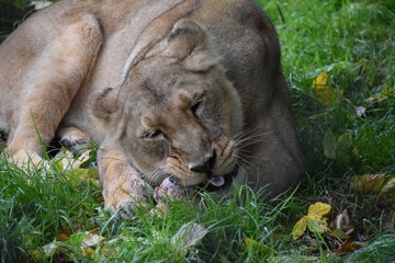 Fototapeta na wymiar Lioness lunch time