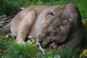 lion lying on the grass