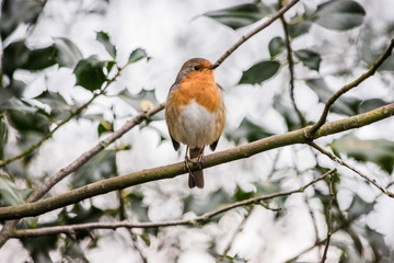 Robin