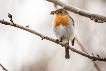 Robin