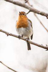 Robin