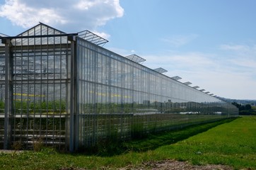 Fototapeta na wymiar The greenhouses of the vegetable garden in the canton of Geneva in Switzerland.