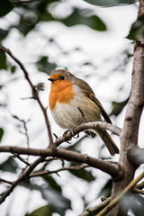 Robin