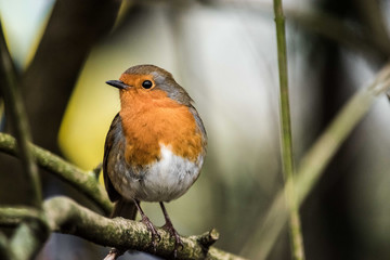 Robin