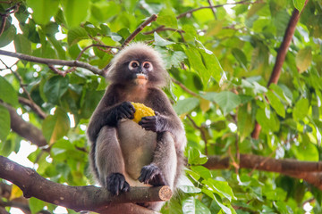 monkey of south east Asia and India