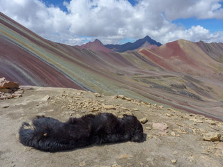 Colourful rainbow mountain of Cusco