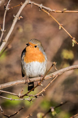 Robin