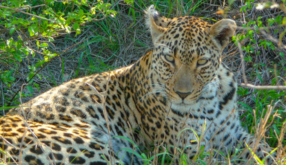 Obraz premium Alert leopard on ground